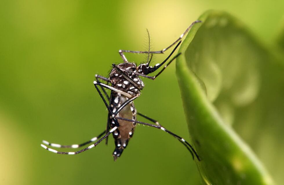Dengue en Córdoba: por qué aumentan los contagios, quiénes tienen mayor riesgo y cómo evitarlo
