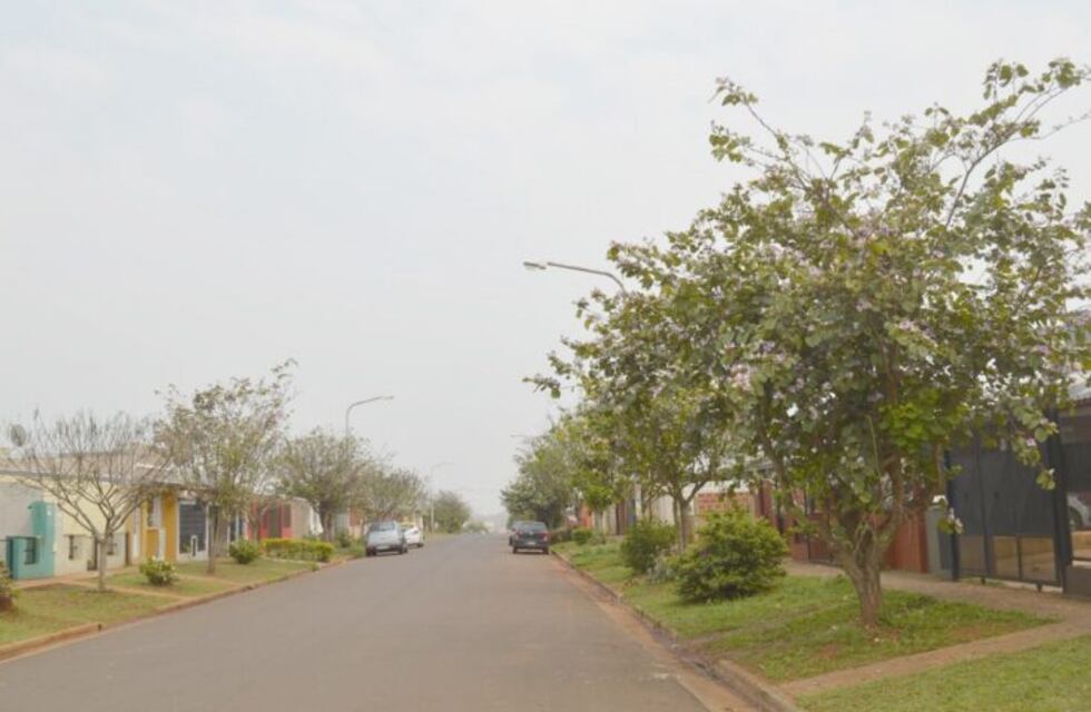 Itaembé Guazú llegó a 8.500 plantaciones gracias al IProDHa