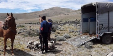 El sospechoso del ilícito seria socio comercial de la propietaria de los caballos.
