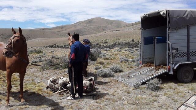 El sospechoso del ilícito seria socio comercial de la propietaria de los caballos.