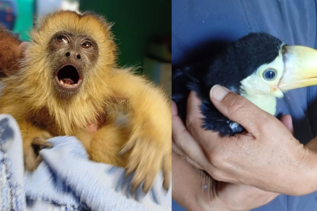 Operativo en Tala Huasi: rescatan a un mono y un tucán que vivían en cautiverio