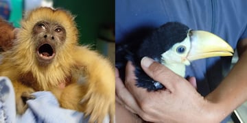 Operativo en Tala Huasi: rescatan a un mono y un tucán que vivían en cautiverio