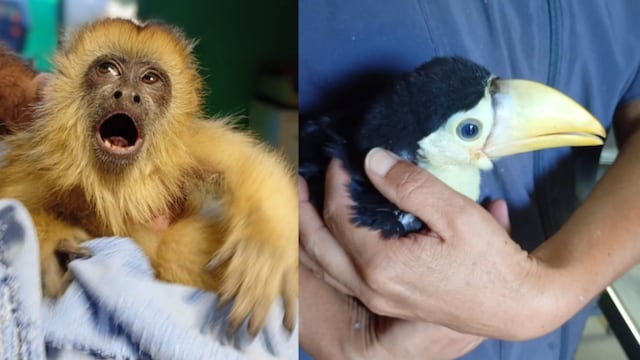 Operativo en Tala Huasi: rescatan a un mono y un tucán que vivían en cautiverio