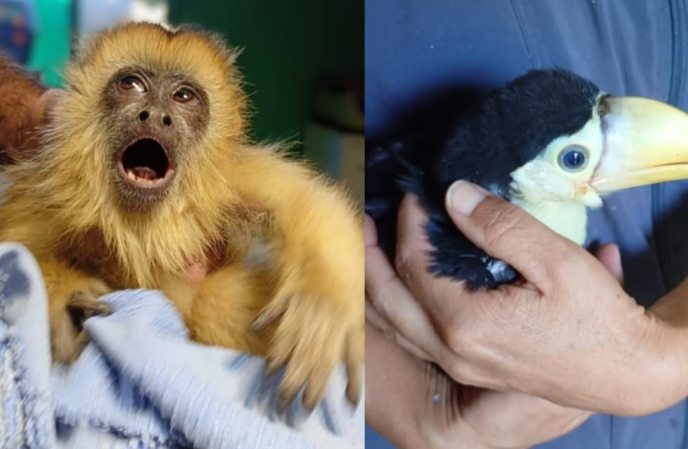 Operativo en Tala Huasi: rescatan a un mono y un tucán que vivían en cautiverio