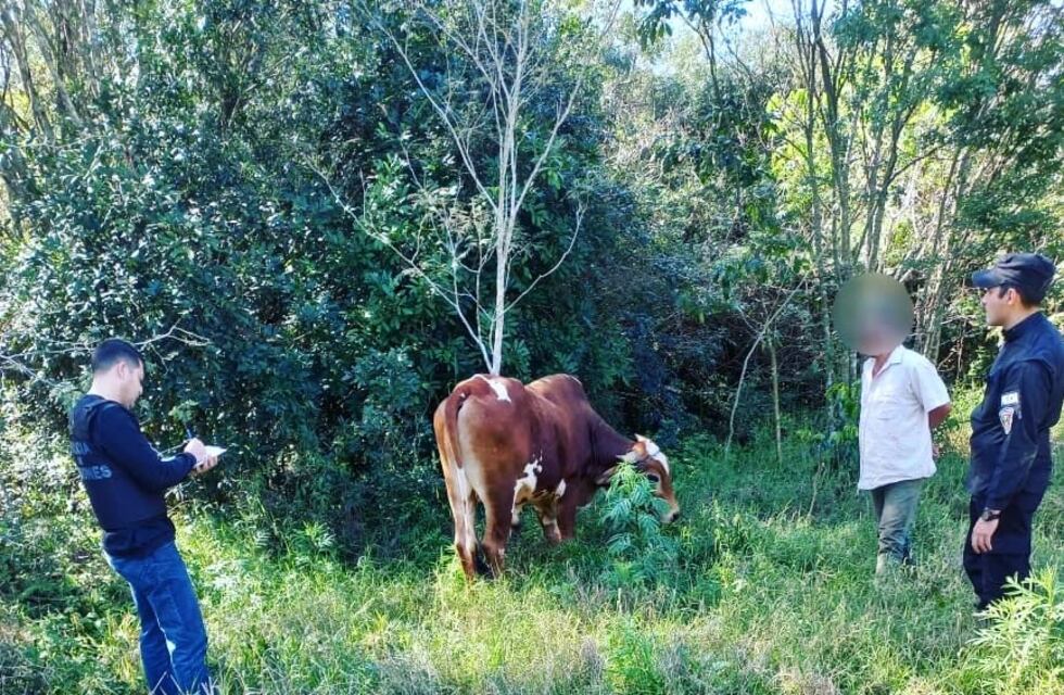 Recuperan un bovino sustraído en Dos de Mayo