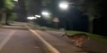 Venado visto en Eldorado, Misiones