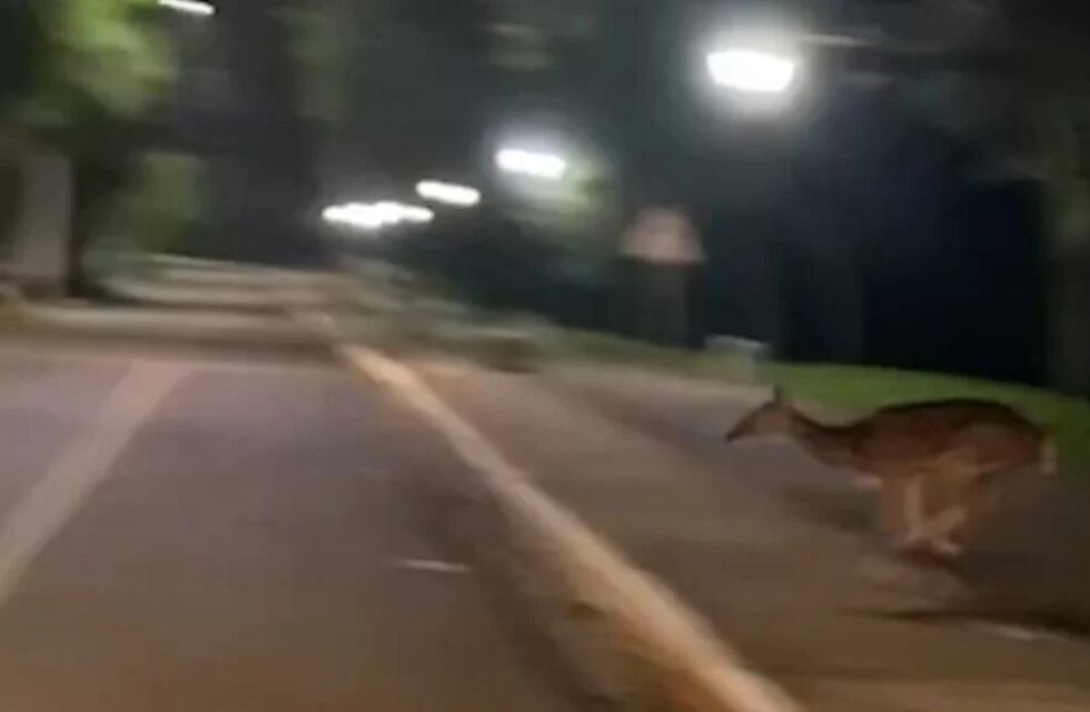 Eldorado: un venado fue visto en la Costanera de la ciudad