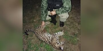 IMÁGENES SENSIBLES | Chocaron a un ocelote y a un venado en Puerto Iguazú y Candelaria