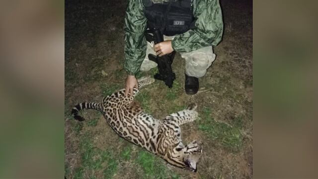 IMÁGENES SENSIBLES | Chocaron a un ocelote y a un venado en Puerto Iguazú y Candelaria