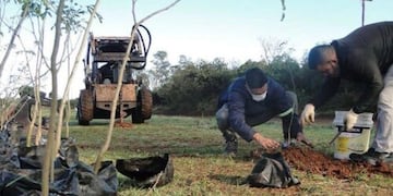 Plantaron un total de 500 árboles en la ciudad de Posadas.