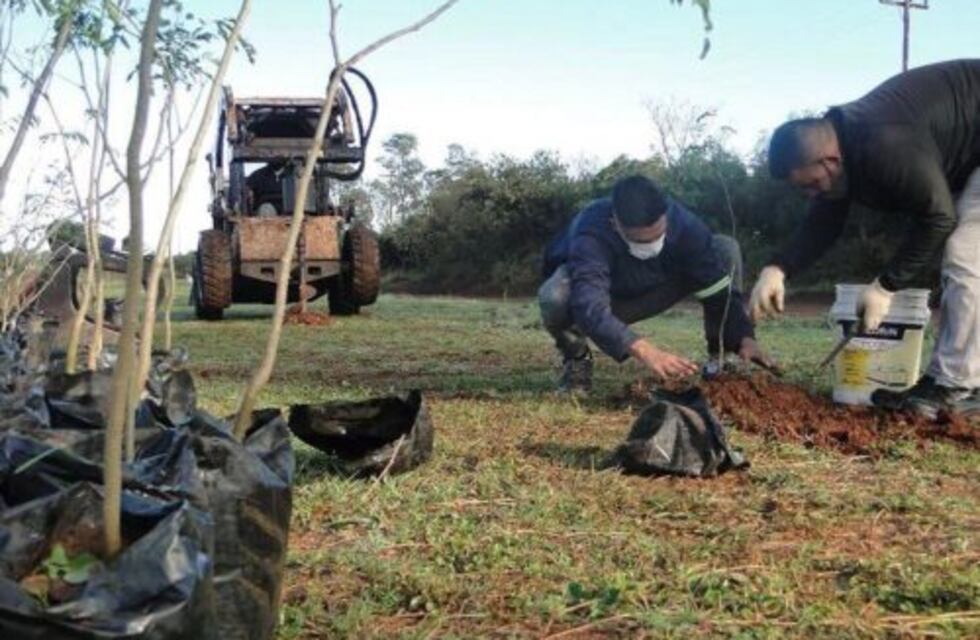 Plantaron un total de 500 árboles en la ciudad de Posadas