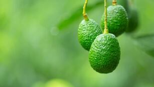 Cuántos años tarda en crecer una planta de palta.