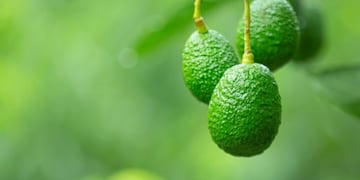 Cuántos años tarda en crecer una planta de palta.