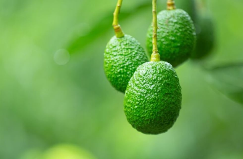 Cuántos años tarda en crecer un árbol de palta y cuáles son sus cuidados