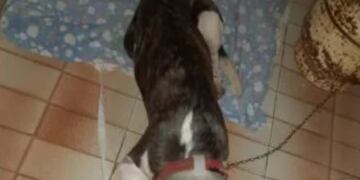 Denunció que su vecino le cortó la pata a su perro con un machete.