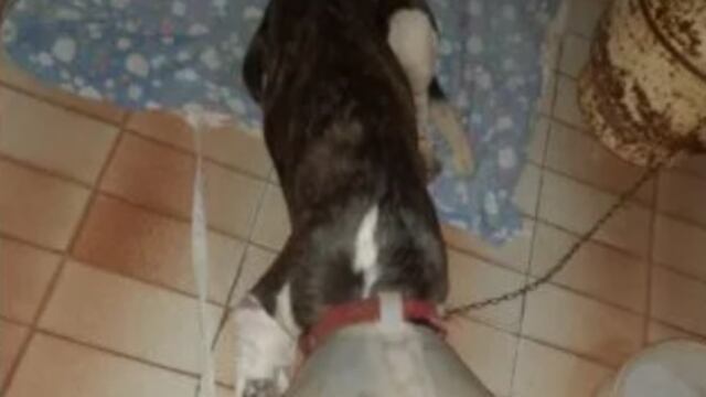 Denunció que su vecino le cortó la pata a su perro con un machete.