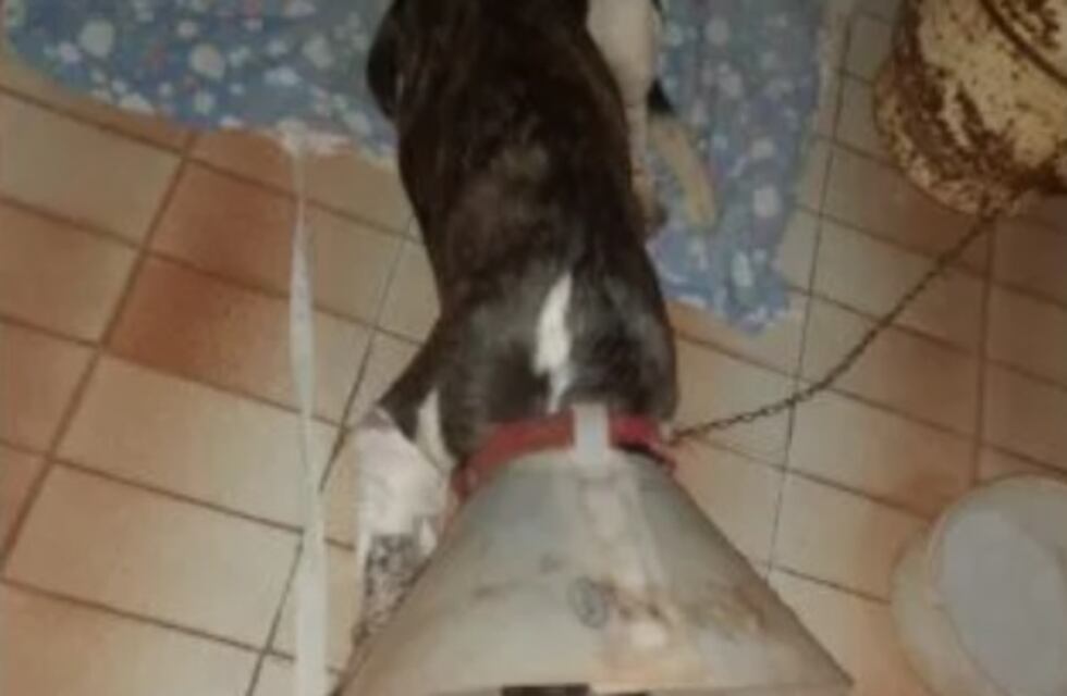 Denunció que su vecino le cortó la pata a su perro con un machete