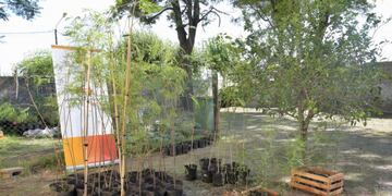 Se entregaron árboles en Arroyito para colocar en la vereda de las viviendas