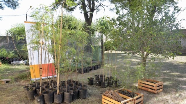 Se entregaron árboles en Arroyito para colocar en la vereda de las viviendas