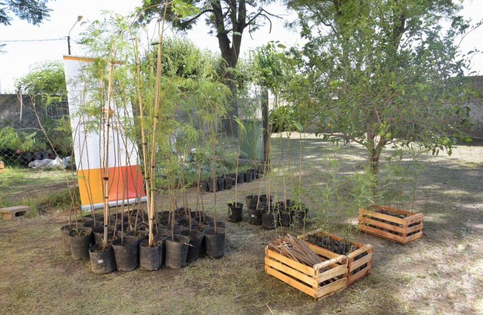Se entregaron árboles en Arroyito para colocar en la vereda de las viviendas