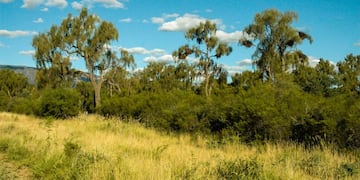Fotografiaron a una serpiente arcoíris en Córdoba. (Agencia Córdoba Turismo)