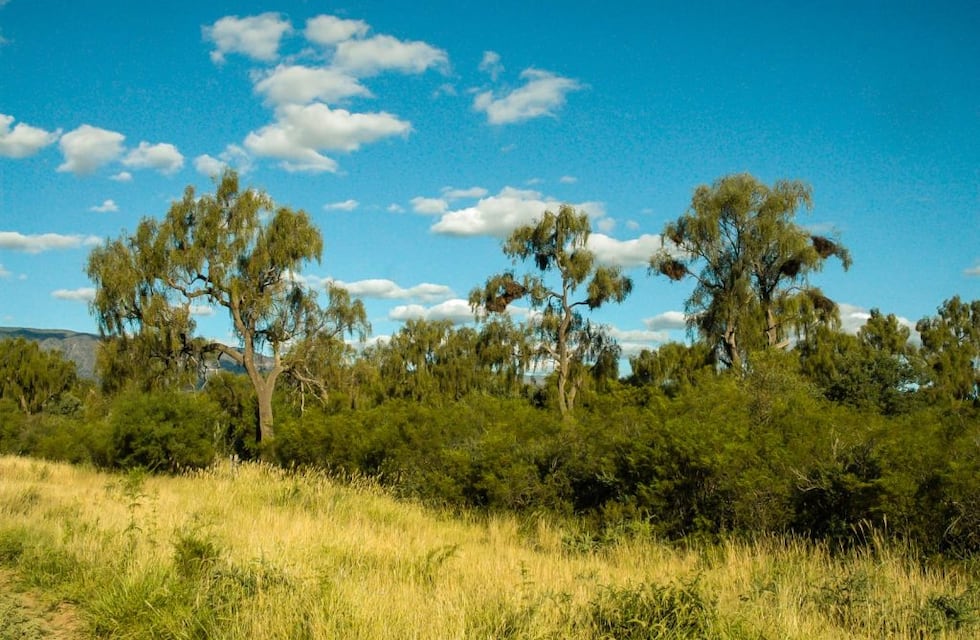 Fotografiaron a una serpiente arcoíris en Córdoba, una especie en peligro de extinción