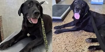 Mateo fue victima de violencia animal.