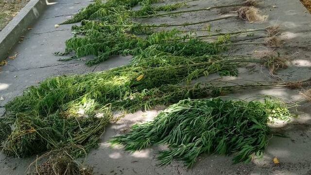 Parte de las plantas de marihuana que fueron secuestradas por personal de Lucha contra el Narcotráfico en una vivienda de Ruta 40 en San Carlos. Gentileza El Cuco