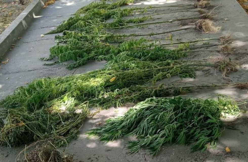 Una mujer fue detenida en San Carlos por tener una plantación de marihuana en su casa