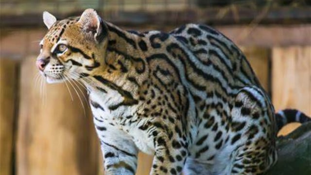 El felino se encuentra en peligro de extinción.