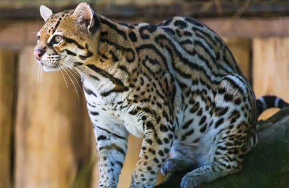 Hallan muerto a un gato onza en Andresito y abren investigación por un posible atropellamiento