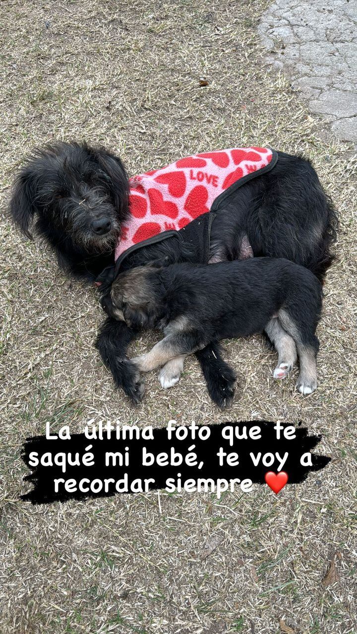 La mascota de la rufinense no se recuperó del impacto.