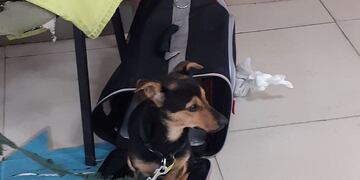 Coco. El perro que no pudo ingresar a Argentina por faltarle la vacuna antirrábica. Su dueño lo va a recuperar en 10 días (Senasa).