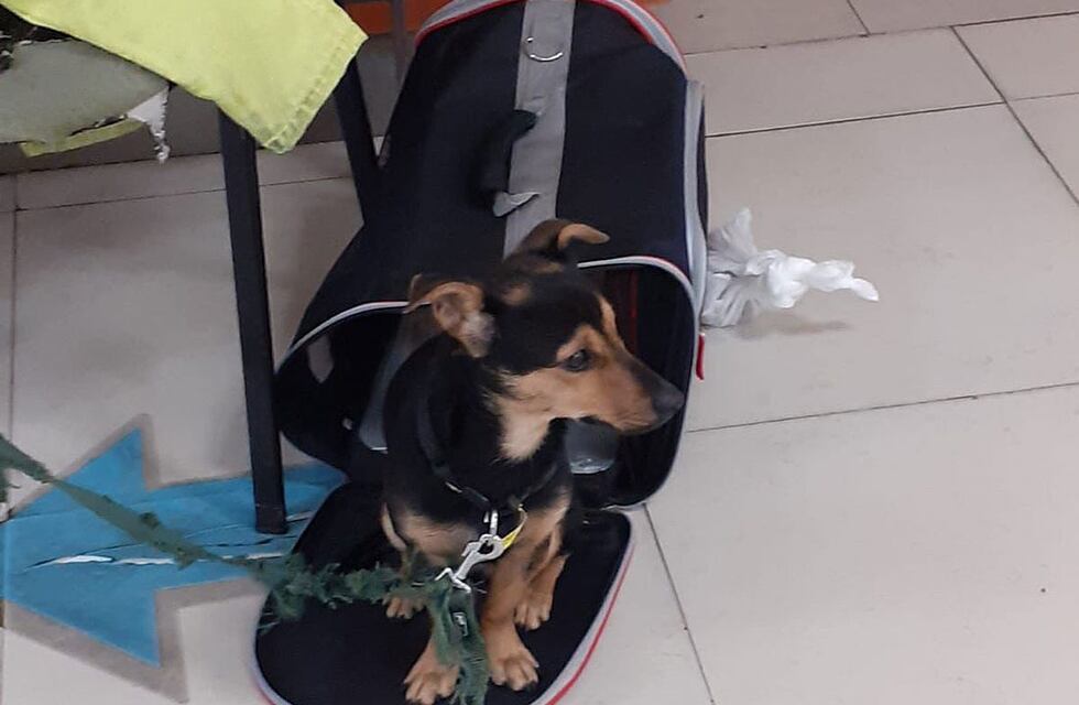 El drama del perro Coco: mientras espera a su mascota, Franco Gavidia regresa a Córdoba