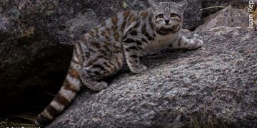 El gato andino (leopardus jacobita) es el felino con mayor grado de extinción en Latinoamérica. En Jujuy existen algunos ejemplares aún.