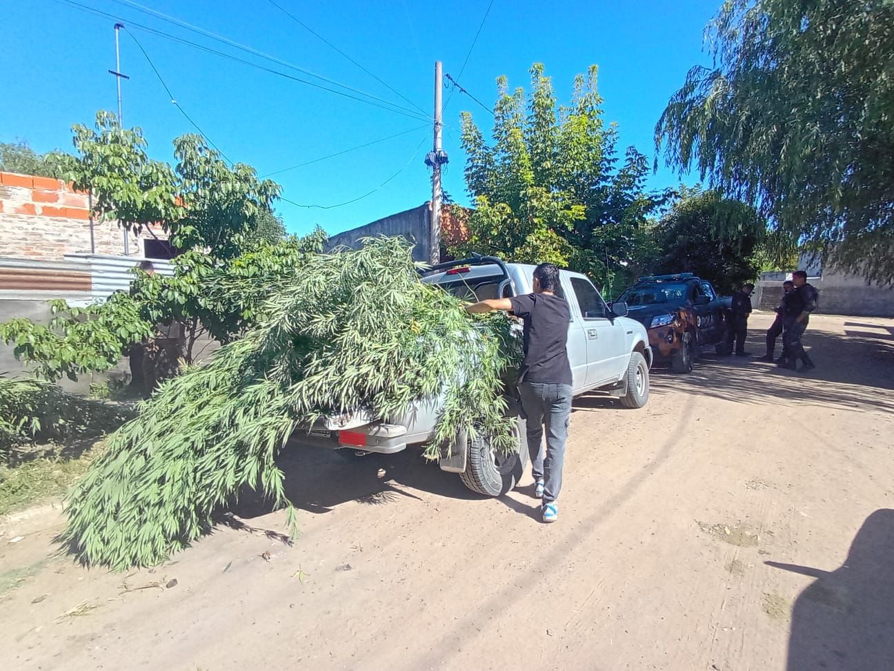 Insólito hallazgo: descubren una plantación de cannabis de más de cuatro metros
