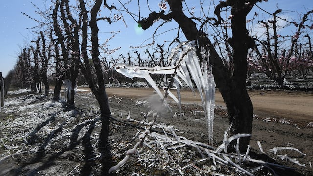 El Gobierno de Mendoza declarará Emergencia Agrícola tras las fuertes y tardías heladas de este fin de semana.