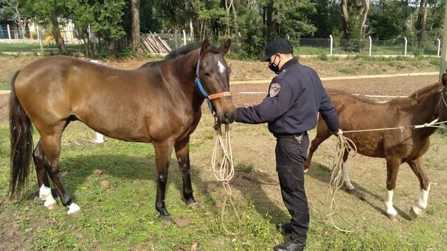 Gracias a los operativos rurales, una yegua y su potrillo fueron rescatados. Policía de Misiones