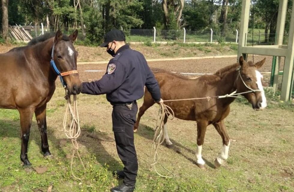 Gracias a los operativos rurales, una yegua y su potrillo fueron rescatados