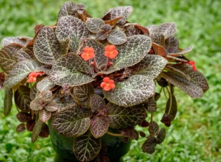 La Episcia