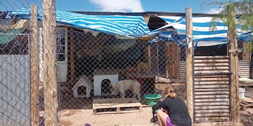 Ángeles de 4 patas, el refugio que necesita ayuda para seguir en pie.