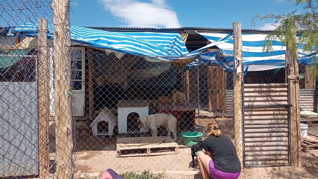 Ángeles de 4 patas, el refugio que necesita ayuda para seguir en pie.