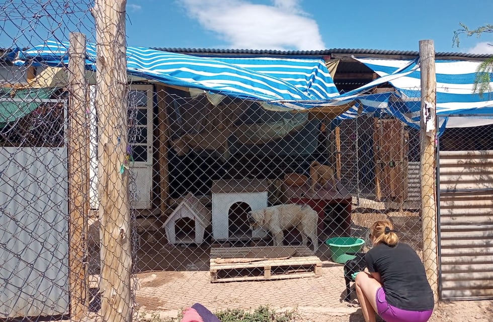 “Ángeles de 4 patas”, el refugio mendocino que rescata perros abandonados está al borde del cierre