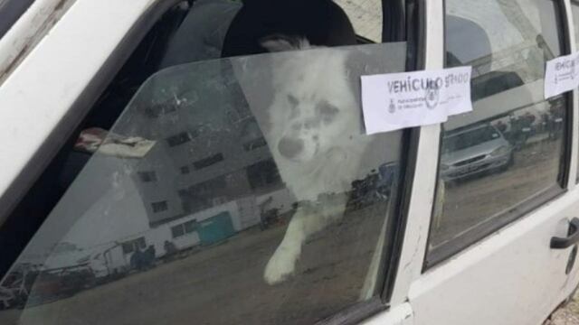 El perro quedó encerrado en el auto luego de que su dueño estacionara sobre las vías del tren.