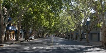 El jueves llegará a la ciudad de Mendoza el vehículo que realiza el censo del arbolado público en el Área Metropolitana. Gentileza MCM