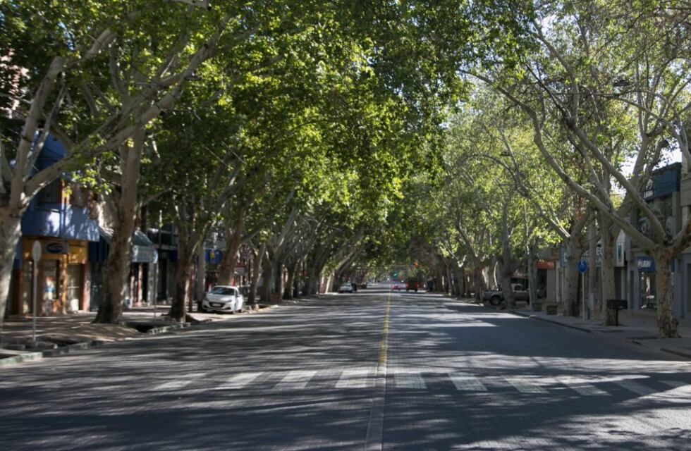 Inician el censo del arbolado público de Ciudad