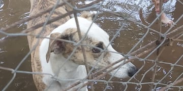Los animales fueron rescatados del abandono y el maltrato