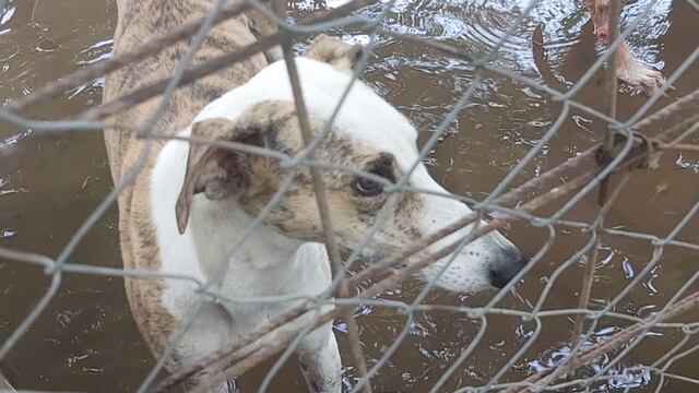 Los animales fueron rescatados del abandono y el maltrato