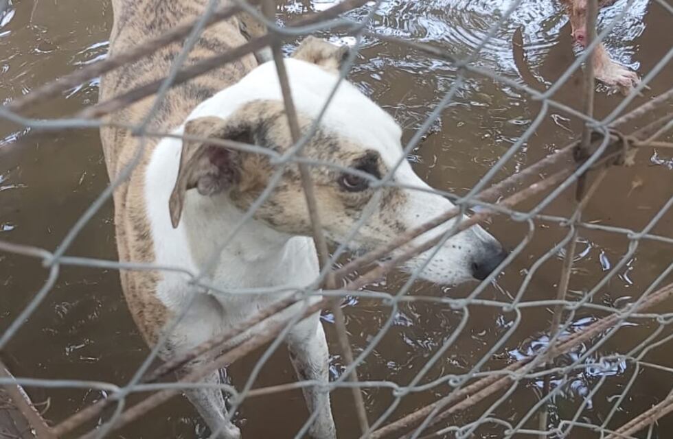 Por la tormenta, se inundó el predio de una protectora y piden ayuda para salvar a 50 perros en Zavalla