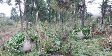 Productores de yerba de Comandante Andresito denuncian robos en sus plantaciones.